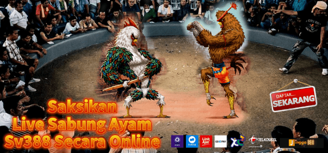 Sabung Ayam Online Sv388 Live